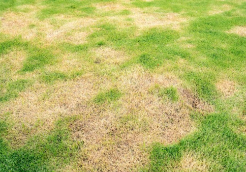 Choroby trávnika a ich riešenie