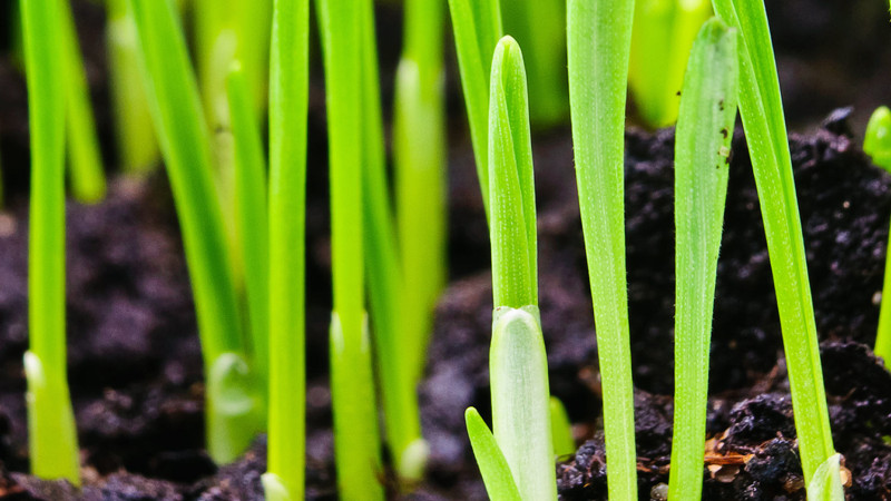 Založenie trávnika
